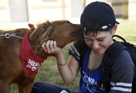 Fostering Animals and Giving up a Pet